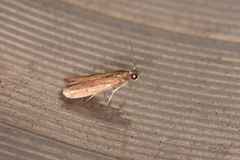 Varneria postremella