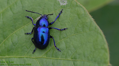 Chrysochus chinensis