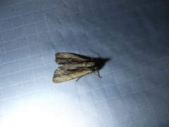 Apamea verbascoides