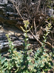 Hylotelephium telephium