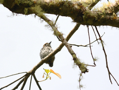 Micromonacha lanceolata