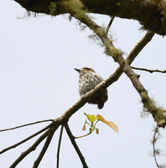 Micromonacha lanceolata