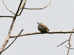 Micromonacha lanceolata