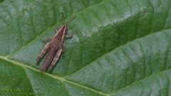 Shirakiacris shirakii