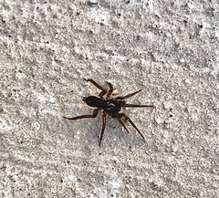 Asagena americana