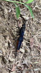 Urocerus cressoni