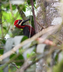Campephilus haematogaster