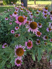Echinacea purpurea