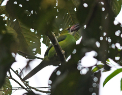 Aulacorhynchus derbianus