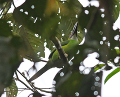 Aulacorhynchus derbianus