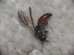Crossocerus angelicus