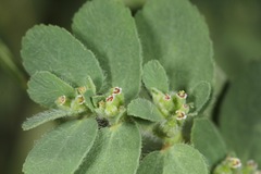 Euphorbia stictospora