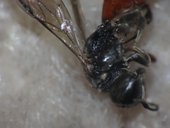 Crossocerus angelicus