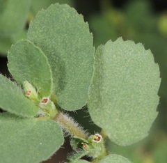 Euphorbia stictospora