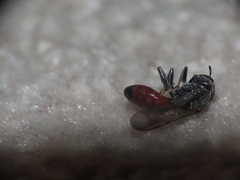 Crossocerus angelicus