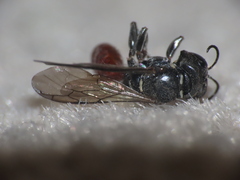 Crossocerus angelicus