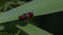 Physosmaragdina nigrifrons