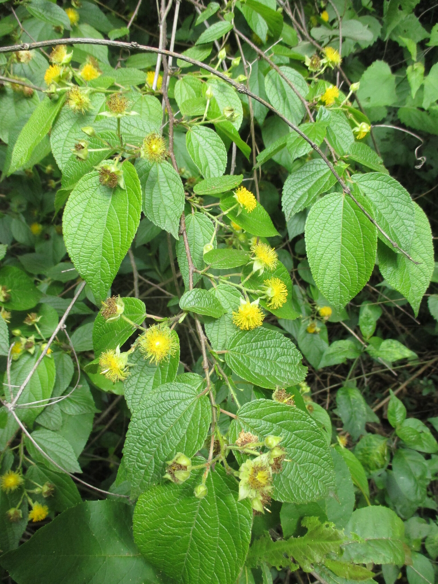 Salicaceae image