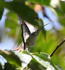 Elliotomyia chionogaster