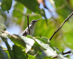 Elliotomyia chionogaster