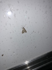 Neocataclysta magnificalis