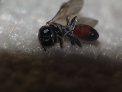 Crossocerus angelicus