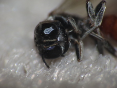 Crossocerus angelicus