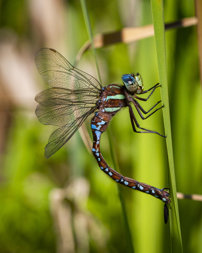 Black-tipped Darner
