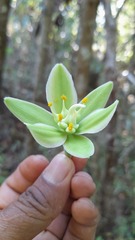 Furcraea guerrerensis