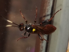 Ichneumon annulatorius
