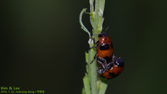 Physosmaragdina nigrifrons