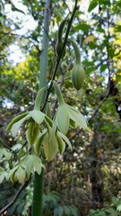 Furcraea guerrerensis