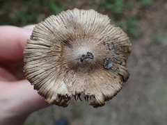 Inocybe insignis