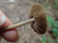 Inocybe insignis