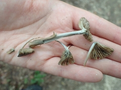 Inocybe insignis