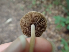 Inocybe insignis