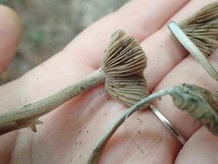 Inocybe insignis