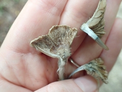 Inocybe insignis