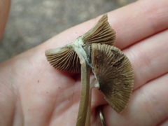 Inocybe insignis