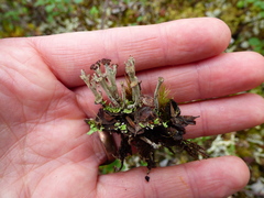 Cladonia phyllophora