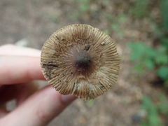 Inocybe insignis