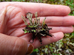Cladonia phyllophora