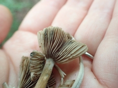 Inocybe insignis