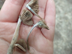 Inocybe insignis