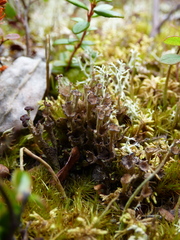 Cladonia phyllophora