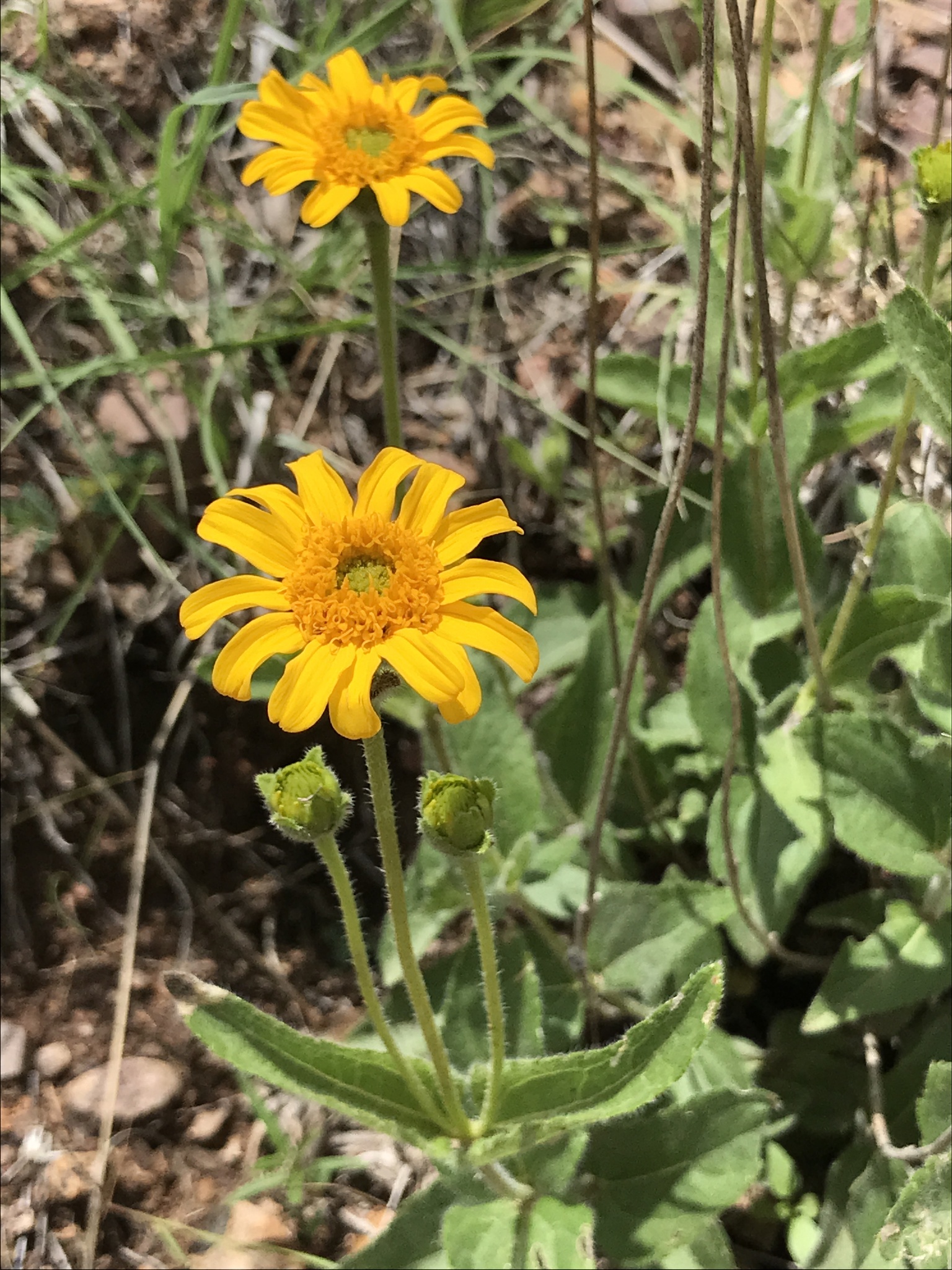 Lasianthaea podocephala