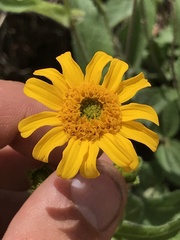 Lasianthaea podocephala