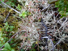 Cladonia amaurocraea