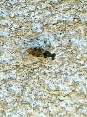 Leptopodomorpha
