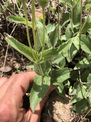 Lasianthaea podocephala